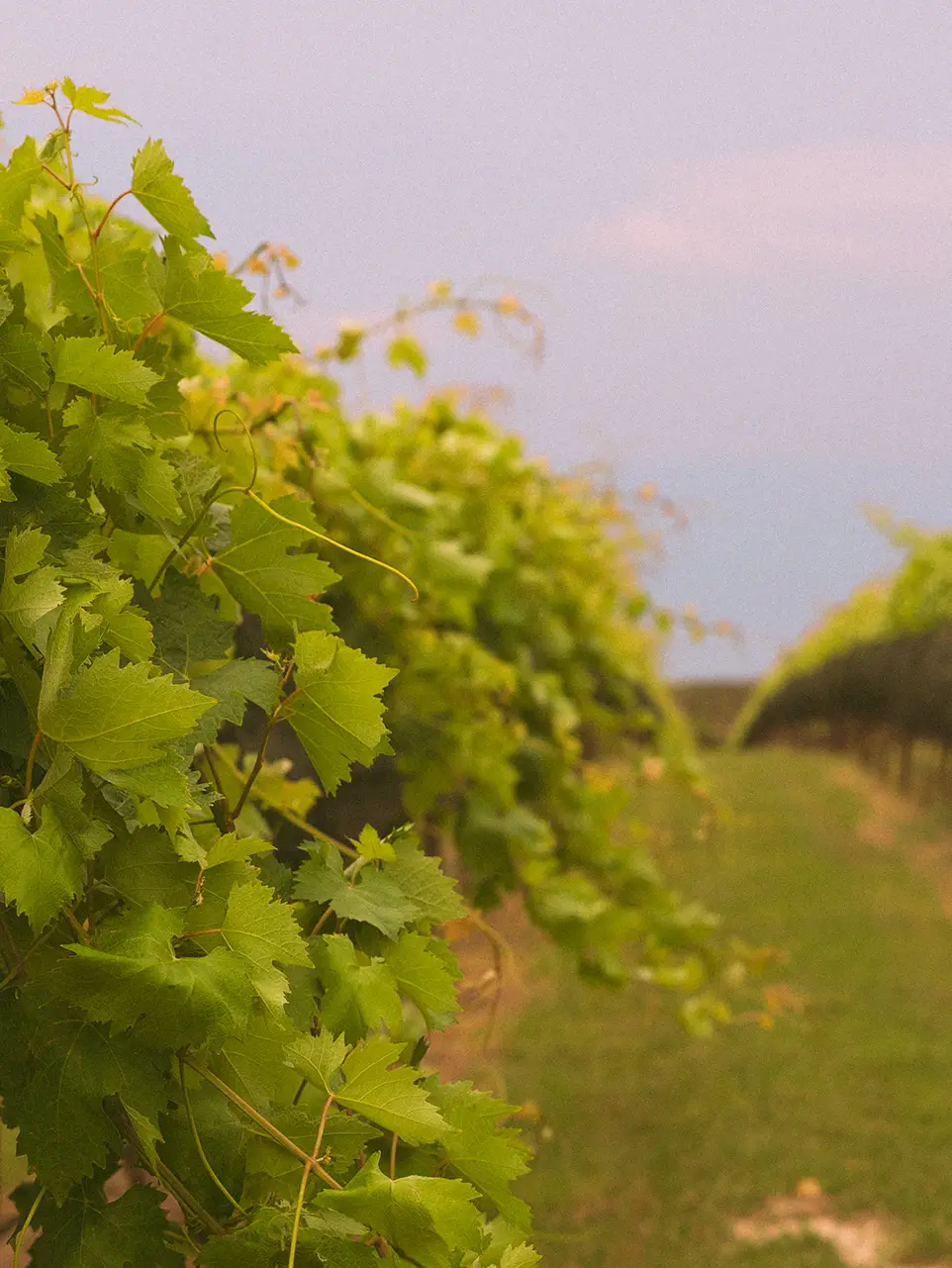 Nabors Creek lush green vineyards.