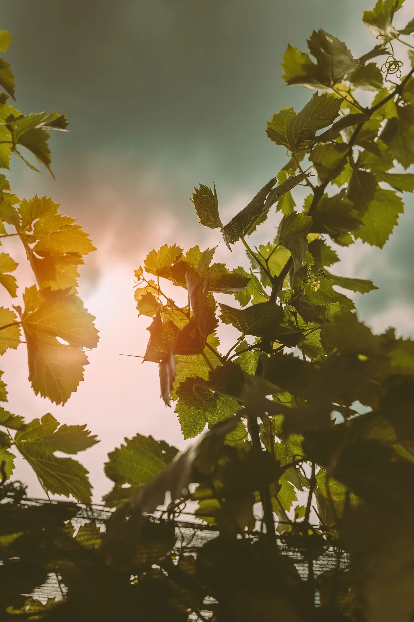 Vineyard leaves against the sky