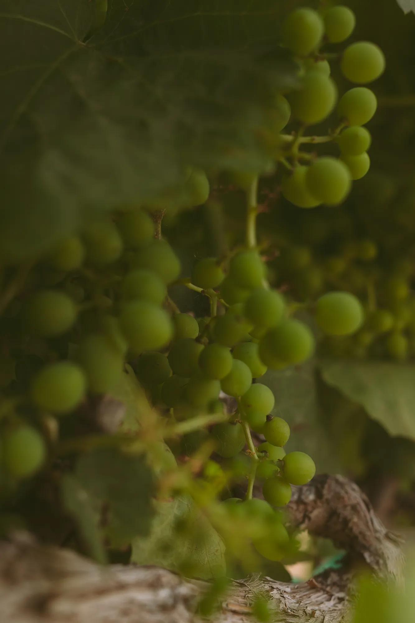 Grapes on the vine at Nabors Creek